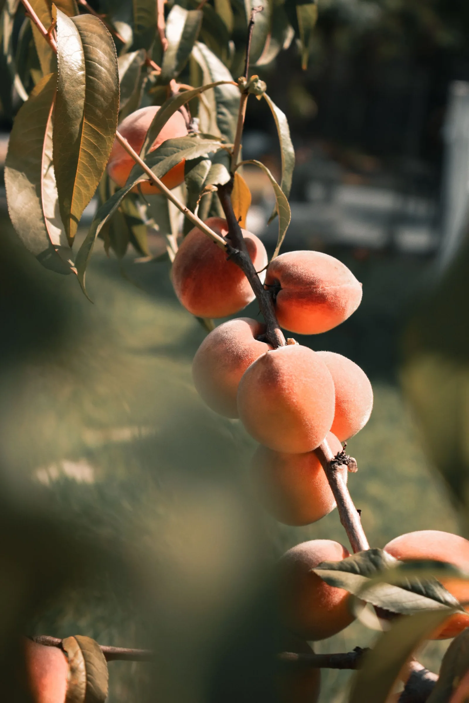 Ripe peaches growing on a branch
